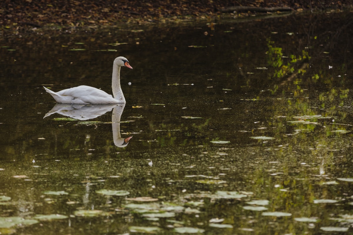swan, wading bird, wild, water, wildlife, aquatic bird, lake, beak, birds, feather