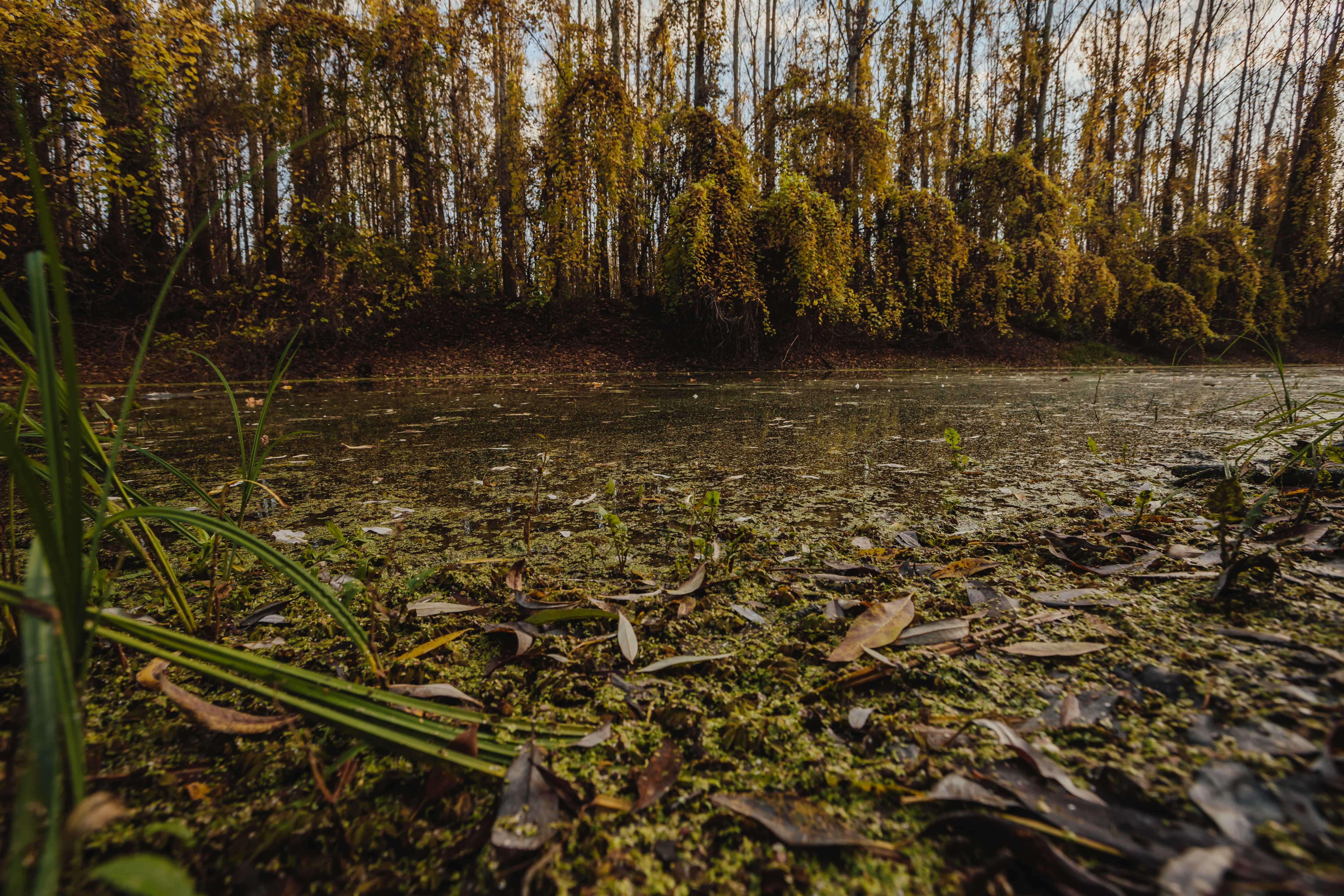 Болотная земля. Тюгурюкское болото. Никандровское болото. Болото трясина Топь. Памятник природы: болото рыжуха.