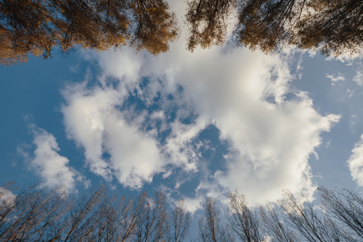 голубое небо, облака, деревья, дерево, пейзаж, зима, атмосфера, лес, сезон, парк