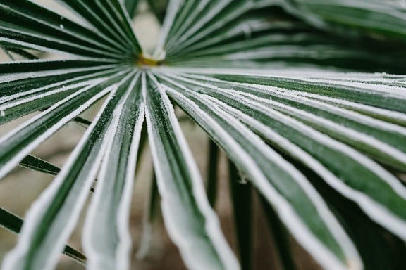 cold, frost, green leaves, palm, sharp, winter, leaf, nature, tropical, flora