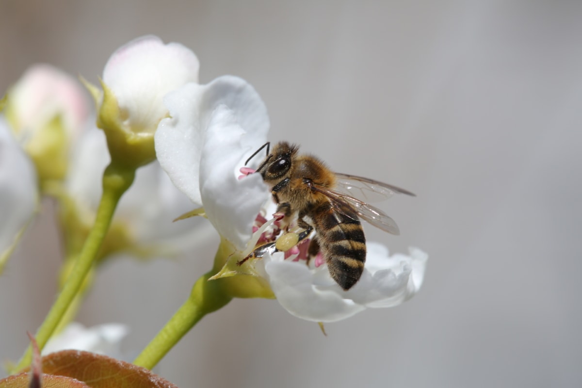 近距离, 详细信息, 蜜蜂, 白花, 翅膀, 性质, 蜜蜂, 无脊椎动物, 花, 工人