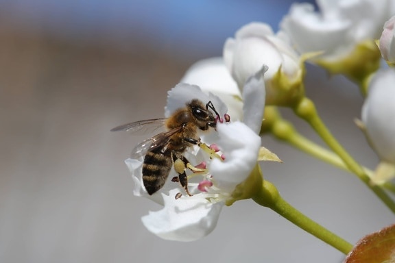 цвете, членестоноги, безгръбначни, пчела, работник, насекоми, пролет, градина, цвят, венчелистче