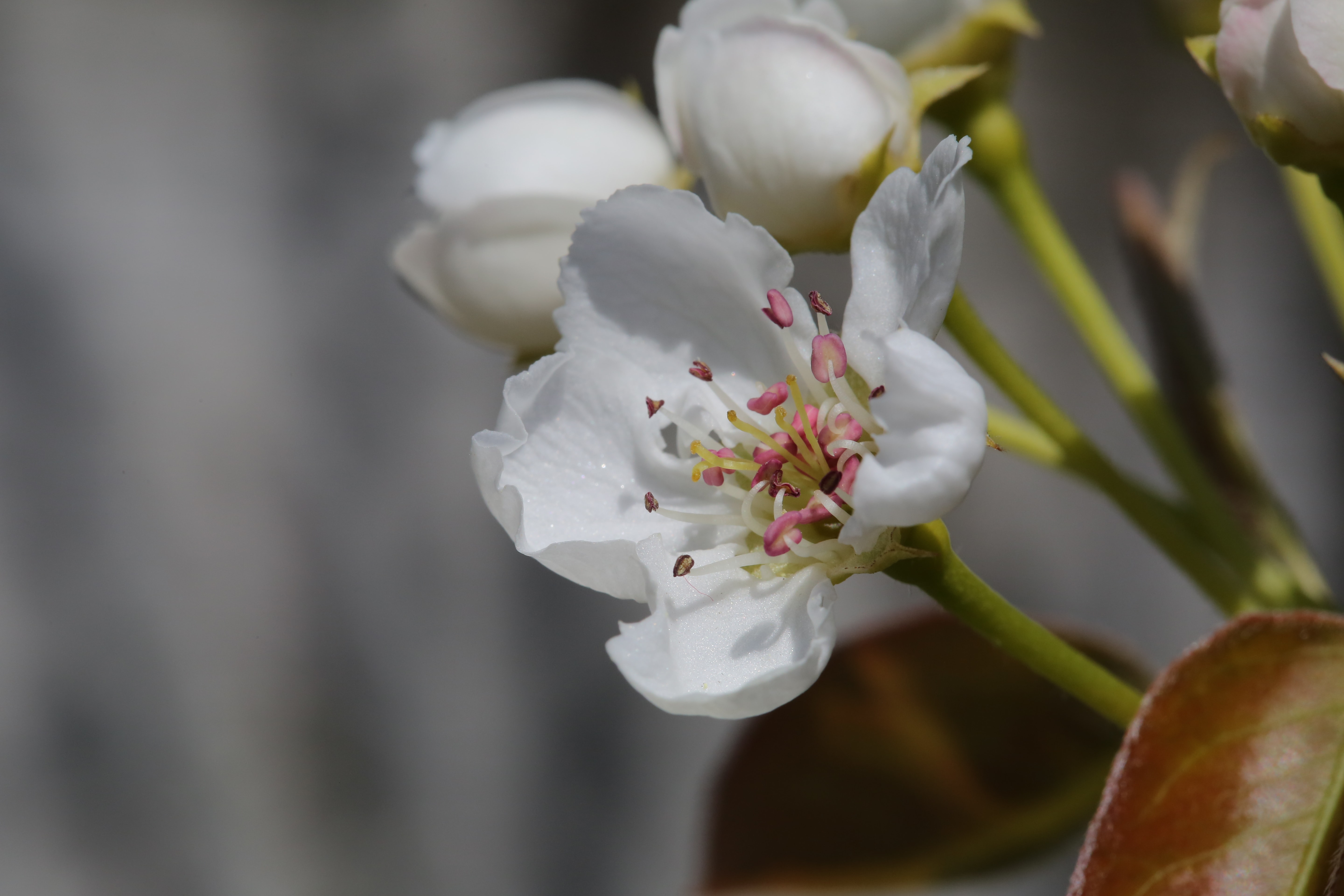 フリー写真画像 雌しべ 白い花 春 花 ツリー 花 花びら 自然 ガーデン ブルーム