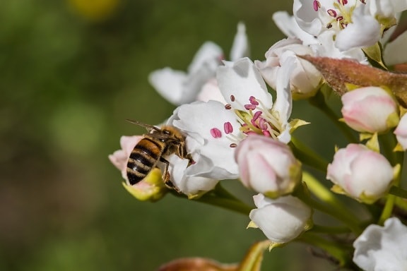 abeja, insectos, polinización, flor, resorte, planta, flor, artropodi, miel, trabajador