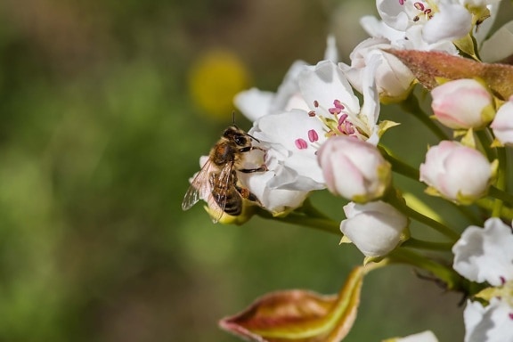 пчела, пчелы, насекомое, лепесток, цвести, ветка, цветок, природа, весна, сад