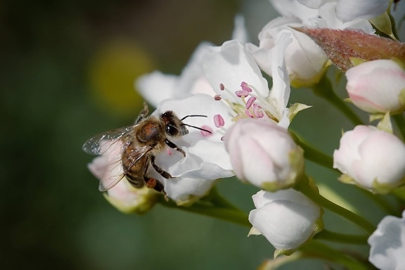 close-up, eye, eyeball, honeybee, insect, pollination, pollinator, bee, plant, petal