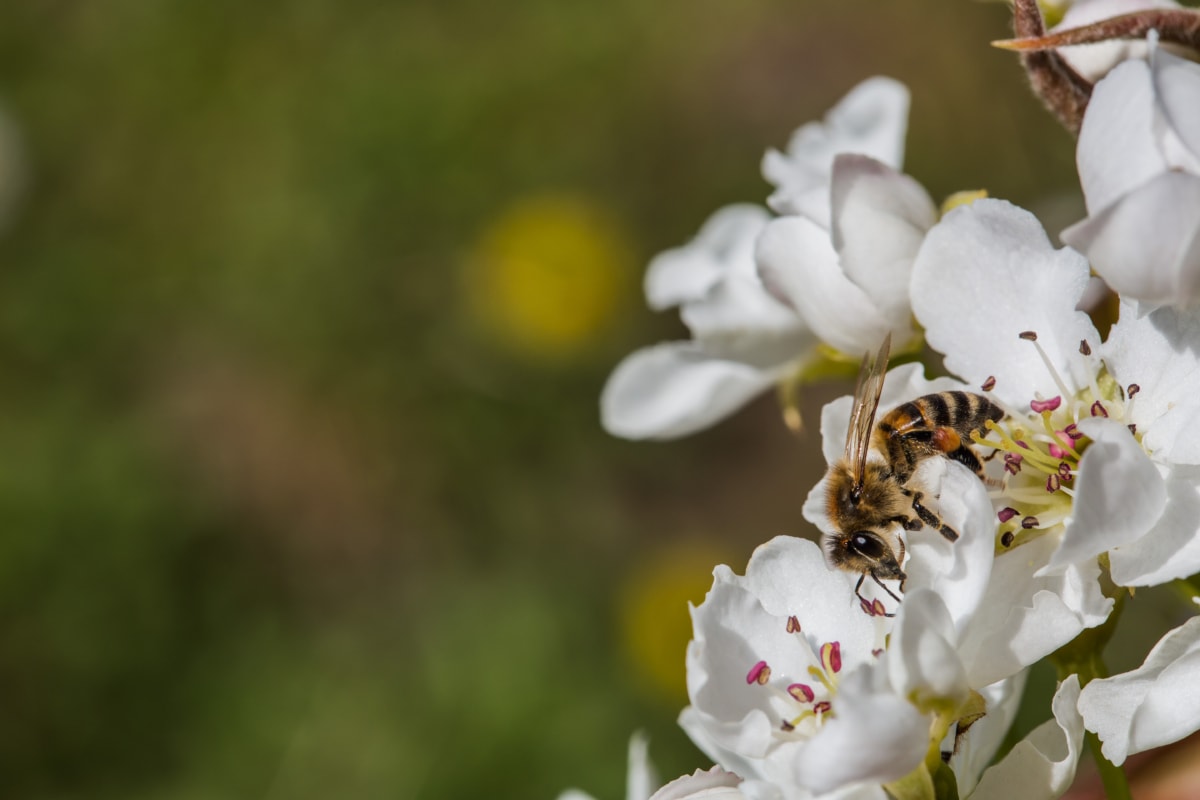 Pszczoła, pszczoły miodnej, owad, zapylania, zapylających, migdał, kwiat, drzewo, kwiat, natura