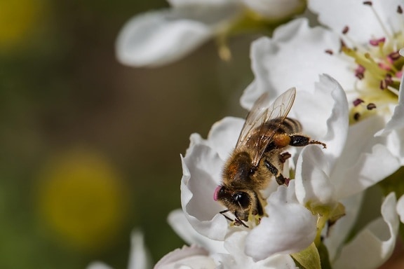 bee, insect, arthropod, pollen, nature, flower, spring, invertebrate, honey, garden