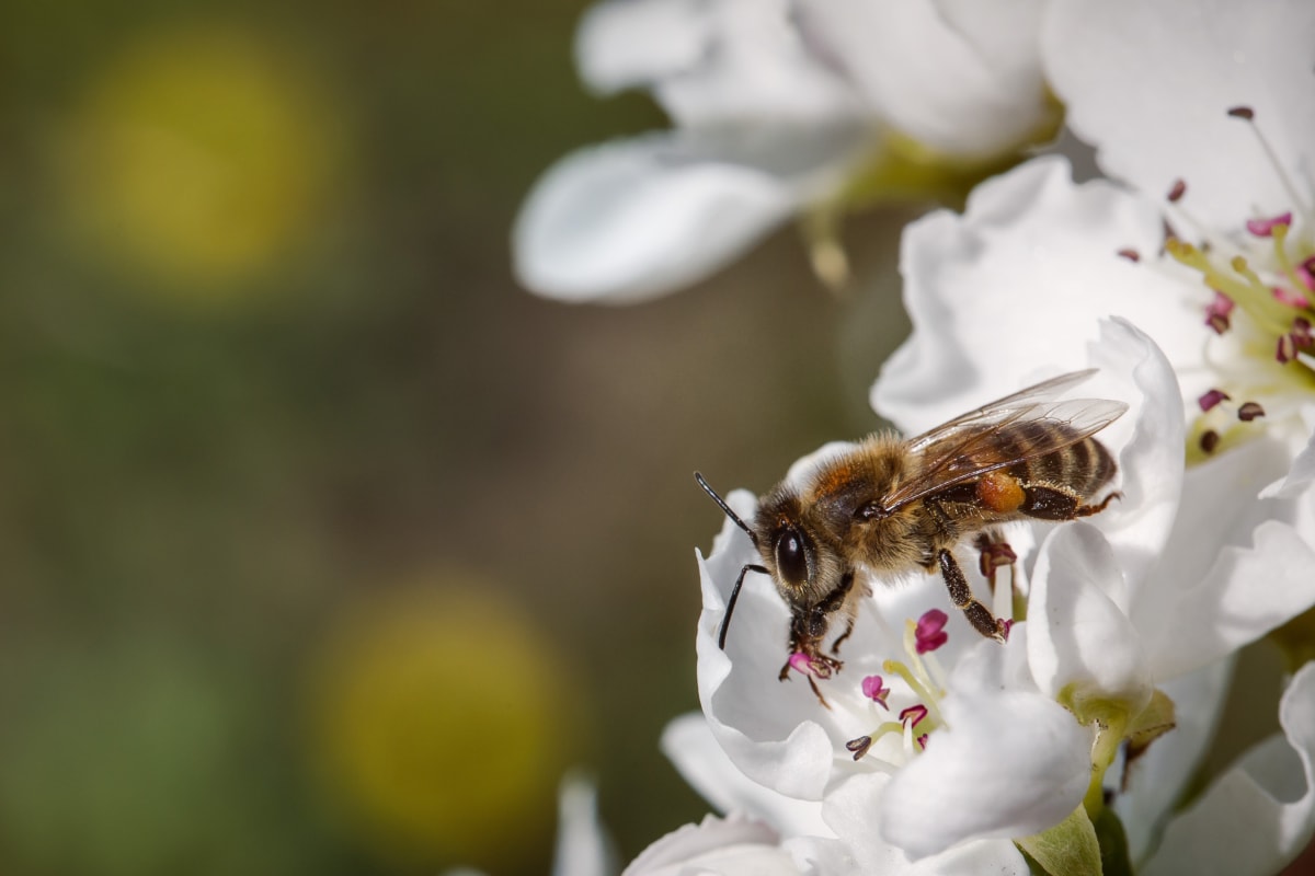 ape, da vicino, Dettagli, peloso, Honeybee, insetto, Ali, polline, pianta, primavera