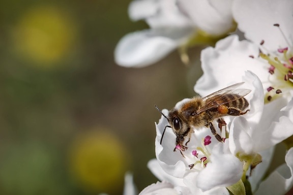 пчела, крупным планом, подробная информация, волосатые, пчелы, насекомое, крылья, пыльца, завод, весна