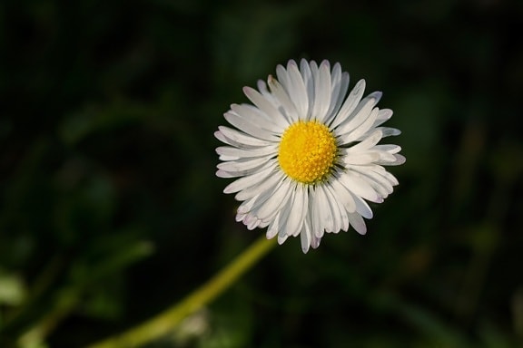 Marguerite, macro, pollen, unique, fleur blanche, plante, fleur, prairie, fleur, jardin
