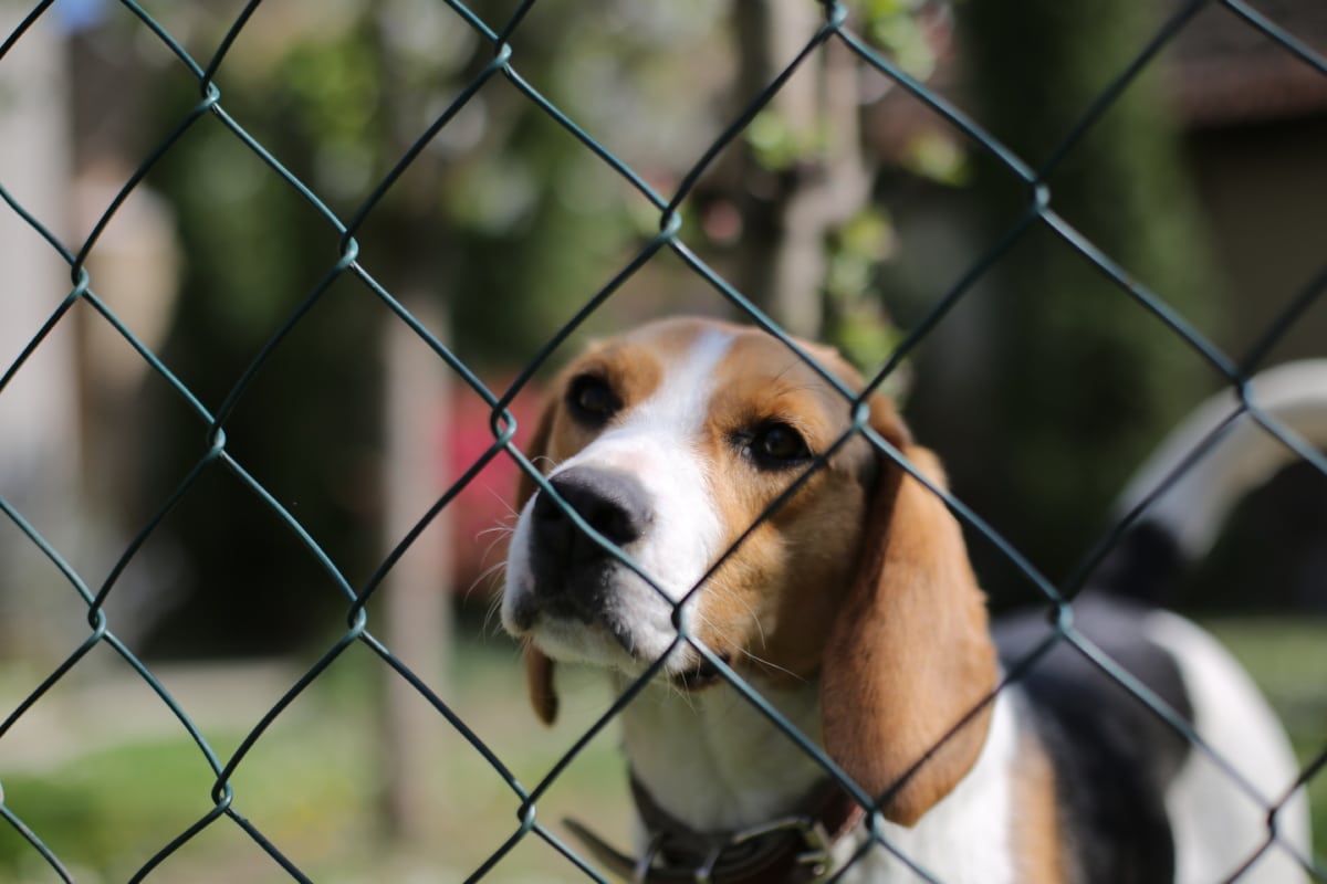 Beagle, gallér, cuki, hazai, kerítés vonalat, kiskutya, Kutyaféle, házi kedvenc, fajta, kutya
