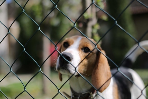 Beagle, collar, lindo, nacionales, línea de la cerca, cachorro, canino, mascota, raza, perro