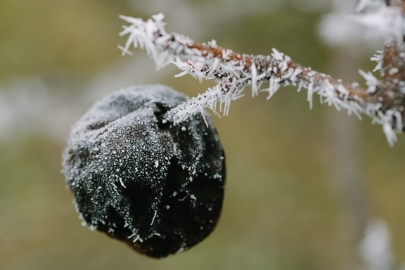 cold, frozen, plum, twig, winter, snow, frost, nature, tree, outdoors