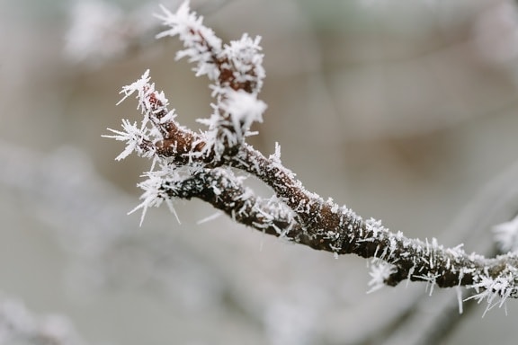 frost, snowflakes, twig, frozen, season, branch, nature, tree, winter, snow