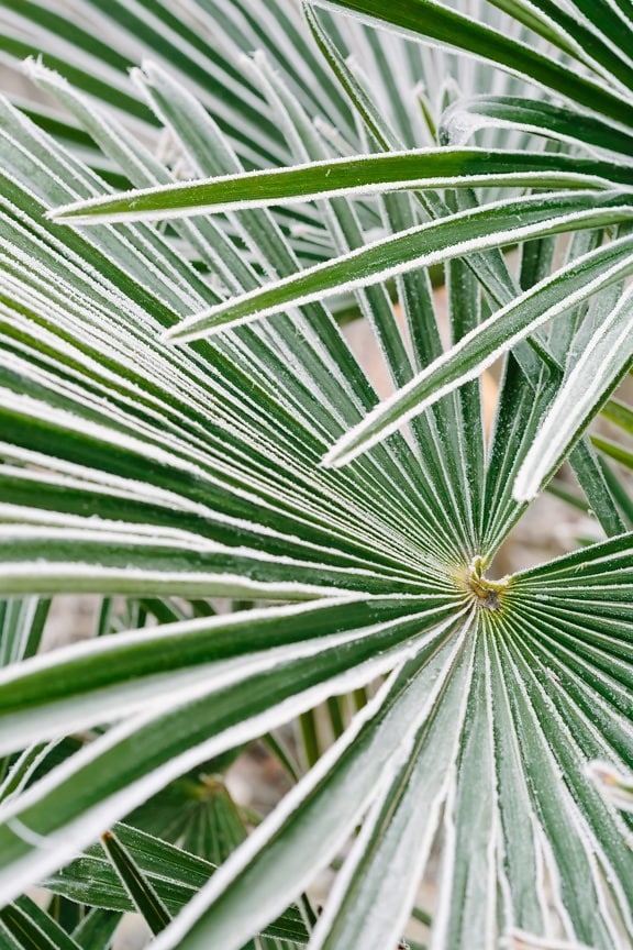 frost, green leaves, ice crystal, palm, nature, leaf, tropical, flora, garden, summer