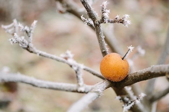 frost, frozen, fruit, snowflake, twig, tree, branch, plant, vitamin, leaf