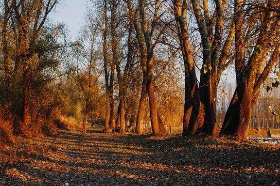jesennej sezóny, lesná cesta, lesná cesta, listy, strom, stromy, les, jeseň, park, Príroda