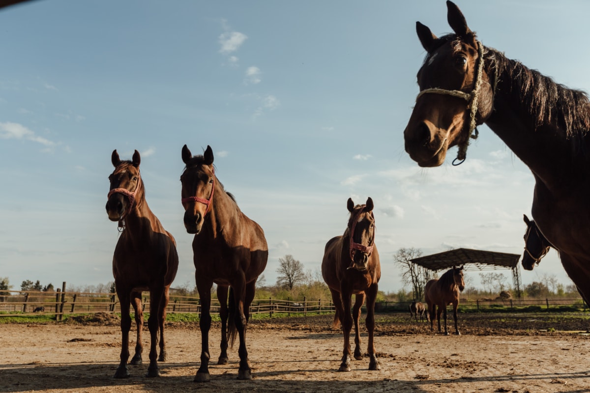 koně, kůň, farma, koní, hřebec, kavalerie, zvíře, hospodářská zvířata, Mustang, zemědělství