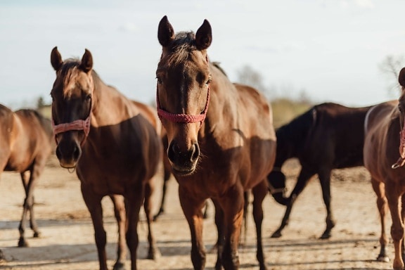 brown, stallion, horses, farm, horse, equine, animal, field, mare, ranch
