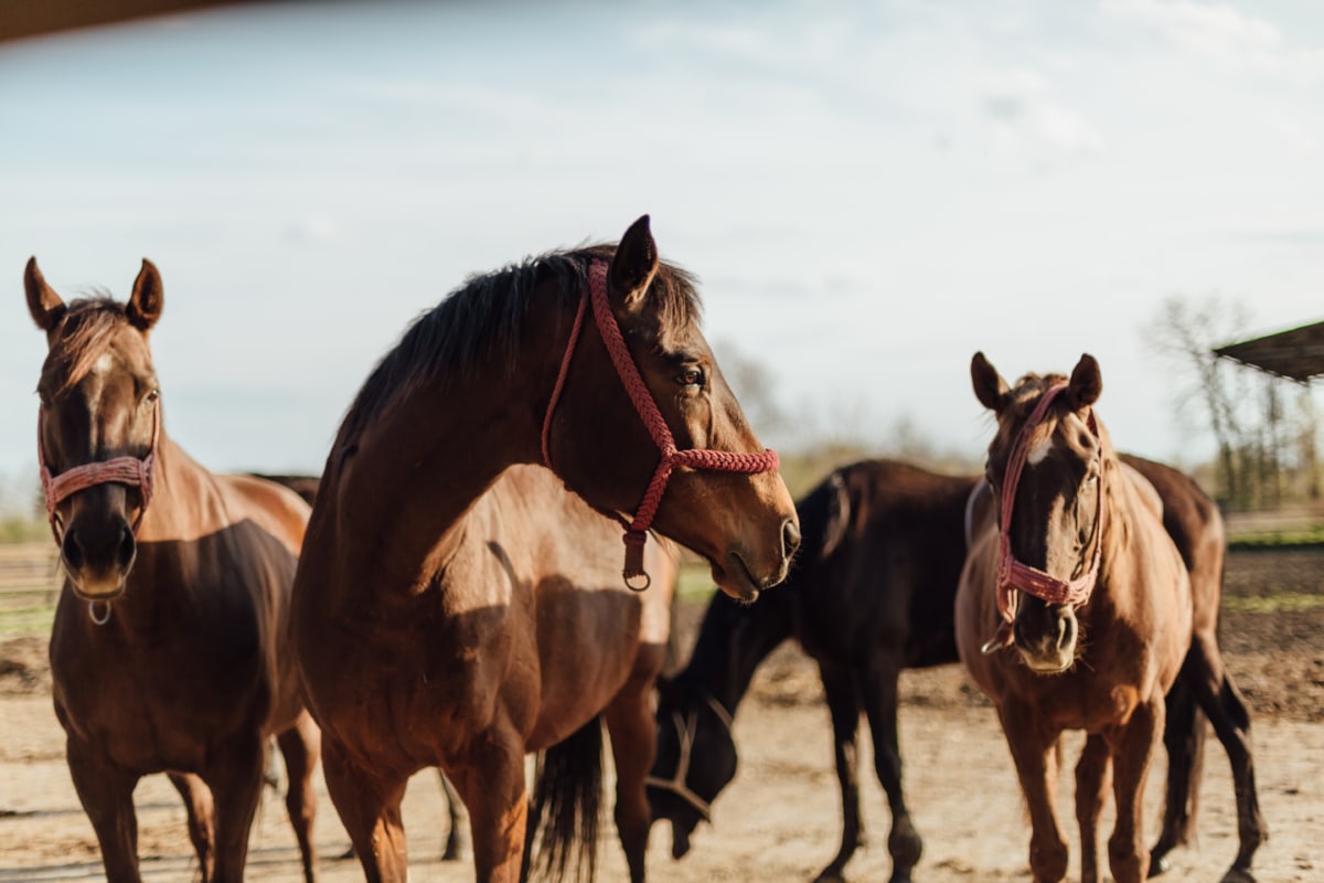 equinos, caballos, Mustang, caballo, granja, animal, Semental, ganado, Pony, Herder