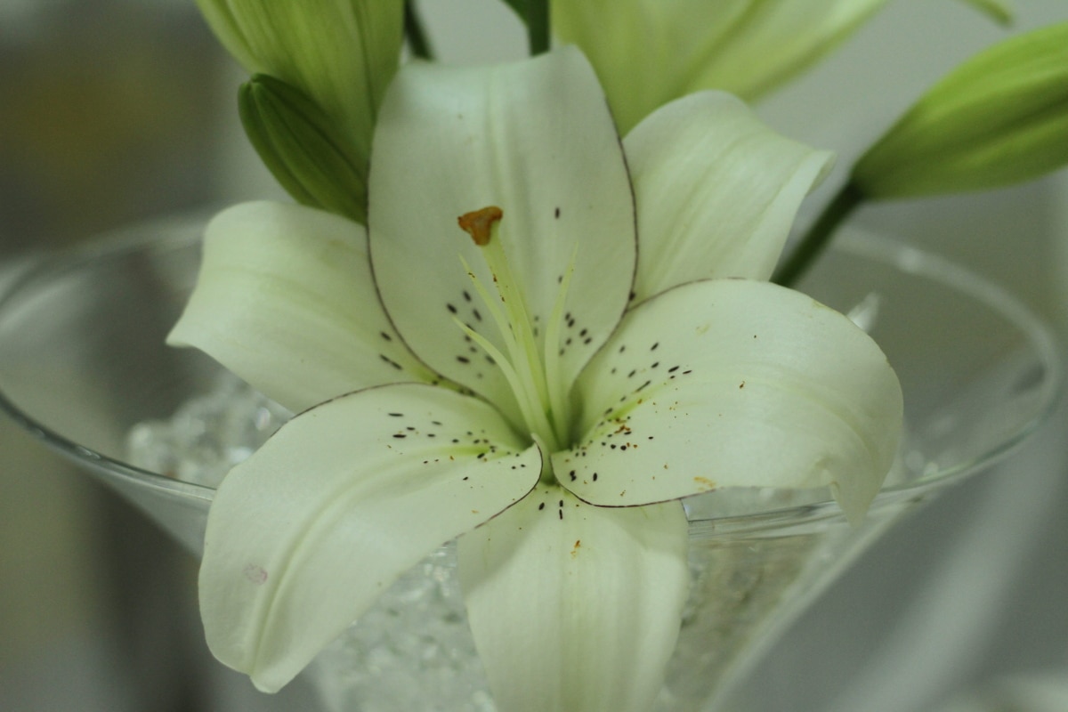 フリー写真画像 ユリ 花 白 自然 葉 エレガントです ロマンス フローラ 純度 夏