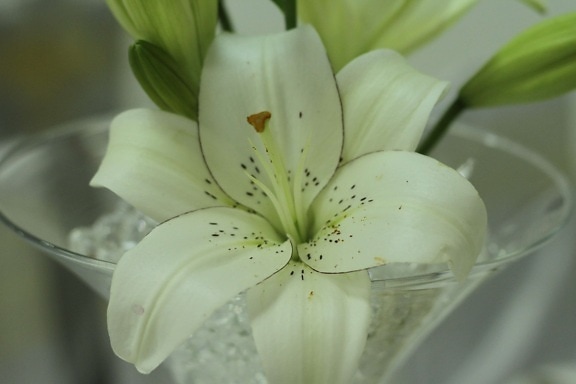 lilia, kwiat, biały, natura, liść, eleganckie, romans, flora, czystość, latem