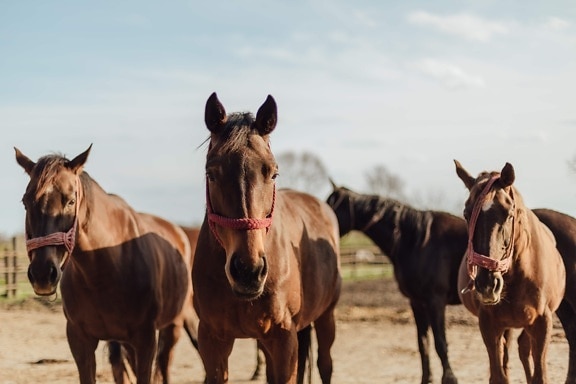 brown, horses, three, horse, cavalry, mare, equine, animal, stallion, farm