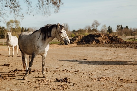 livestock, stallion, white, horses, animal, equine, farm, horse, ranch, grass