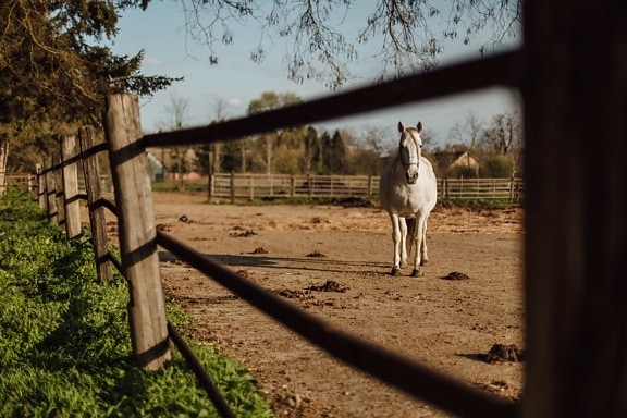 animal, fence, horse, ranch, white, equine, farm, mare, nature, rural