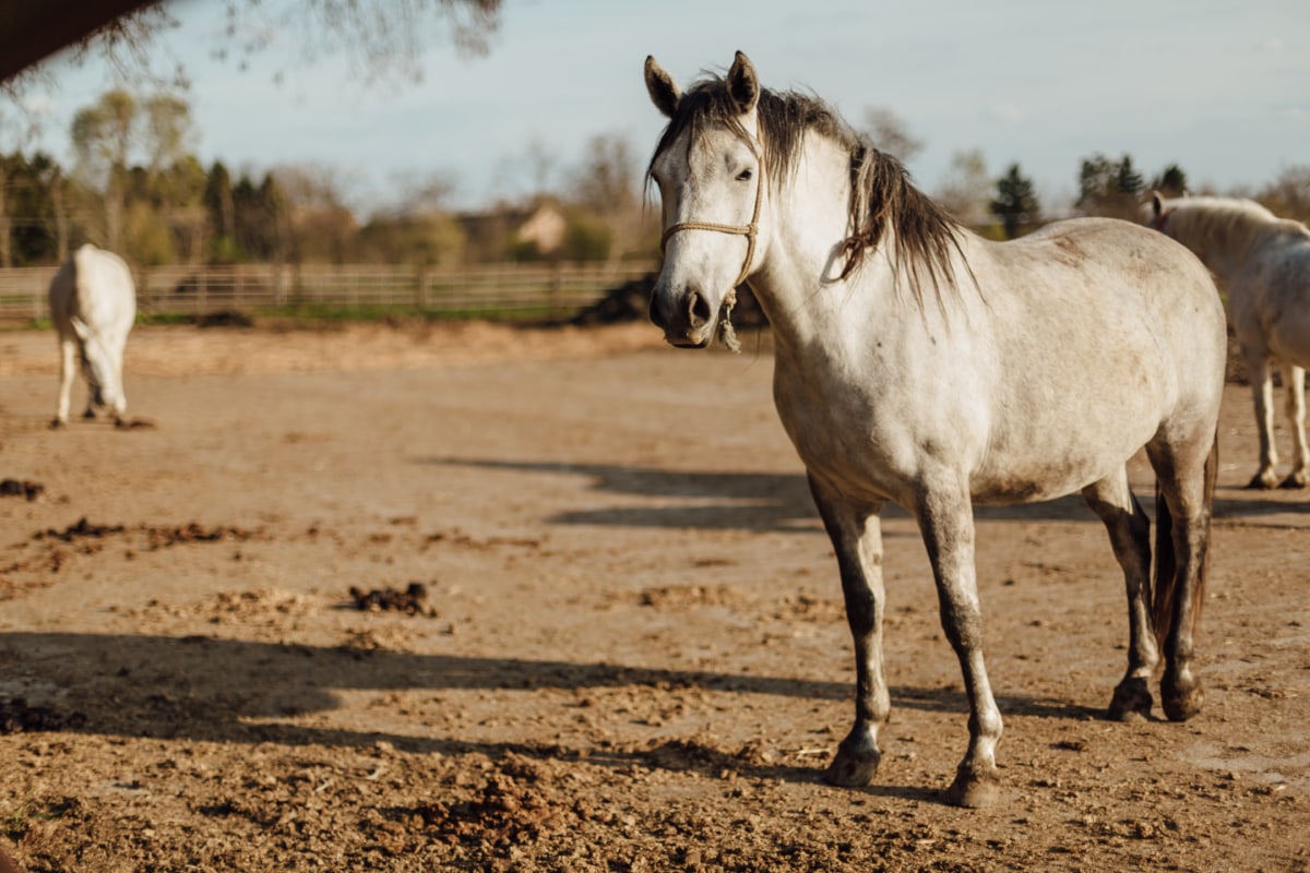 フリー写真画像 馬 血統 純血種 立っています 白 種牡馬 動物 馬 ファーム 騎兵隊
