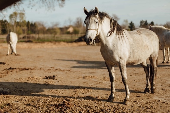 kôň, rodokmeň, čistokrvné, stojace, biela, žrebec, zviera, kone, farma, jazdectvo
