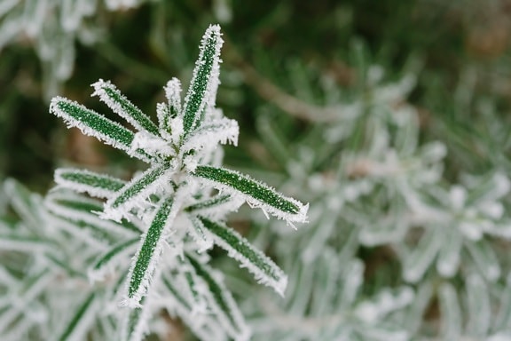 kalla, frost, gröna blad, vinter, Anläggningen, flora, naturen, ört, säsong, närbild