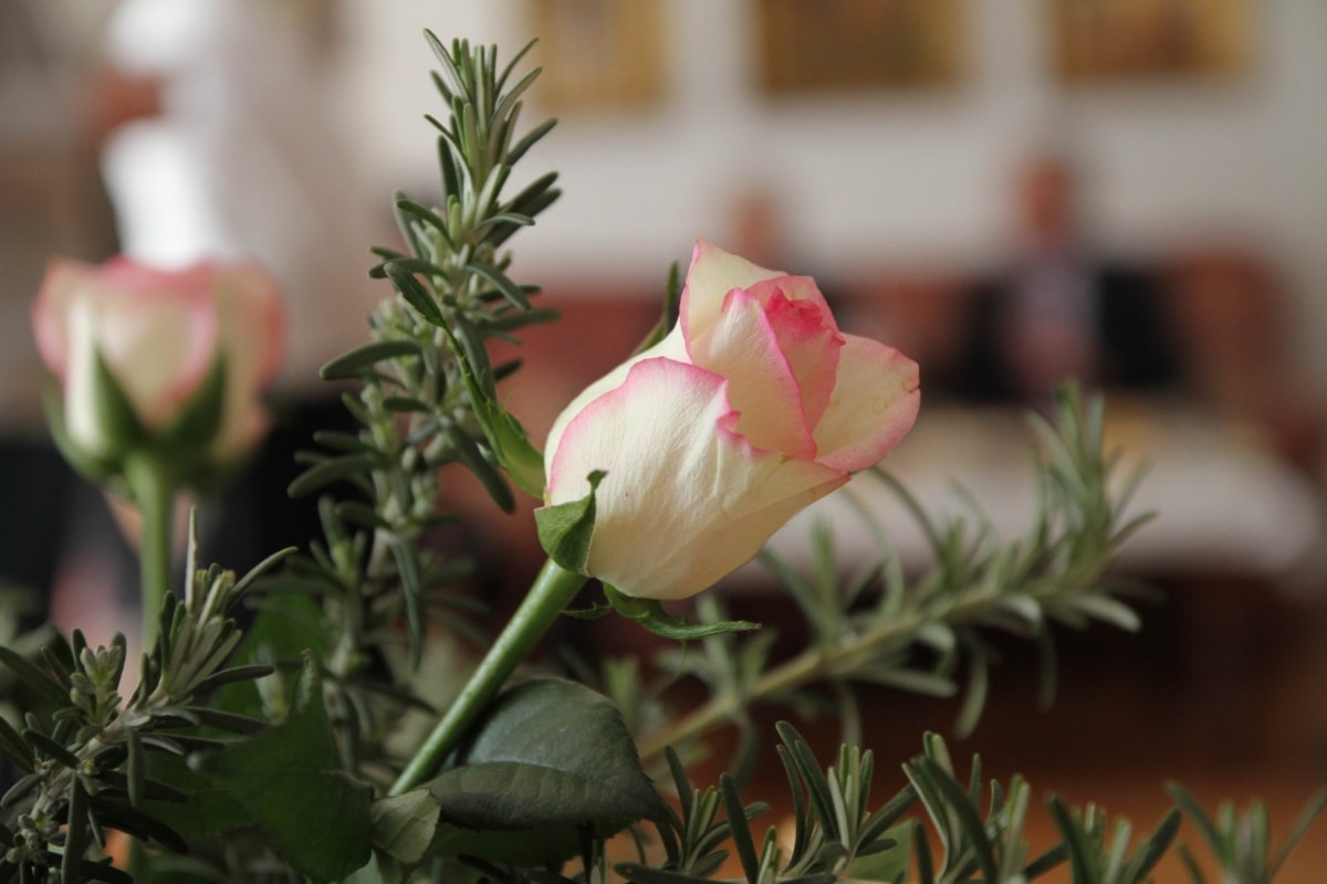 buket, ružičasto, Ružmarin, bijeli cvijet, cvijet, cvijet, pupoljak, vrt, roza, cvatanje