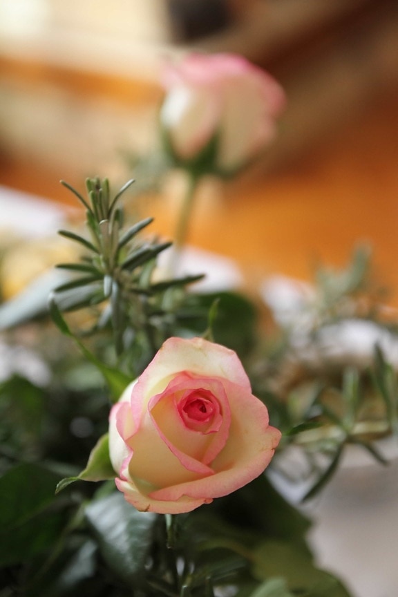 bouquet, petals, rosemary, roses, rose, wedding, nature, flower, bud, love