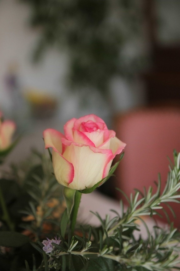 karangan bunga, Rosemary, alam, bunga, mekar, kelopak, mekar, merah muda, tanaman, naik