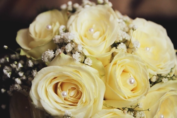επέτειος, μπουκέτο, δώρο, Αγάπη, Ρομαντικές αποδράσεις, λευκό λουλούδι, λουλούδι, εμπλοκή, νύφη, τριαντάφυλλο