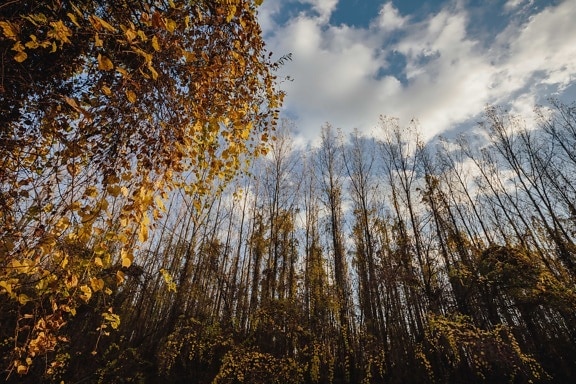Vrba, les, Topol, krajina, podzim, strom, dřevo, stromy, příroda, list