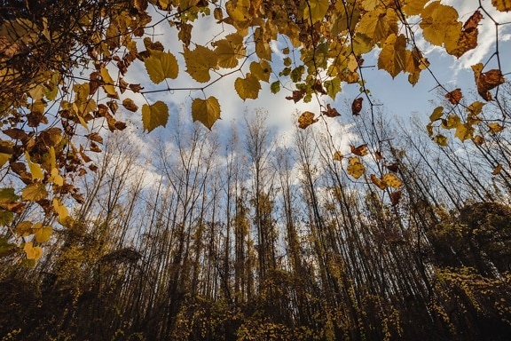 automne, peuplier, nature, bois, arbre, forêt, feuille, beau temps, brillant, érable