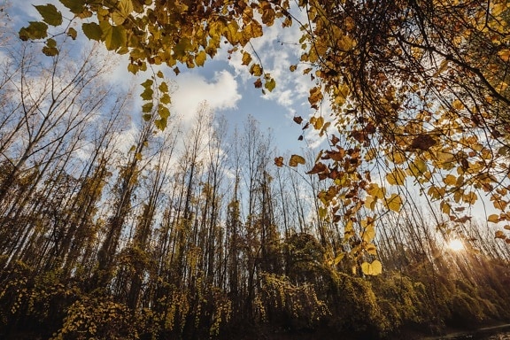 Sezóna, príroda, jeseň, drevo, krídlo, les, strom, stromy, rastlín, Príroda