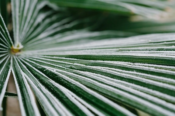cold, frost, frosty, green leaves, palm, leaf, plant, nature, flora, outdoors