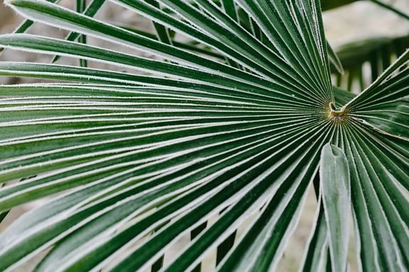 cold, frosty, green leaves, leaf, nature, flora, tropical, palm, tree, outdoors