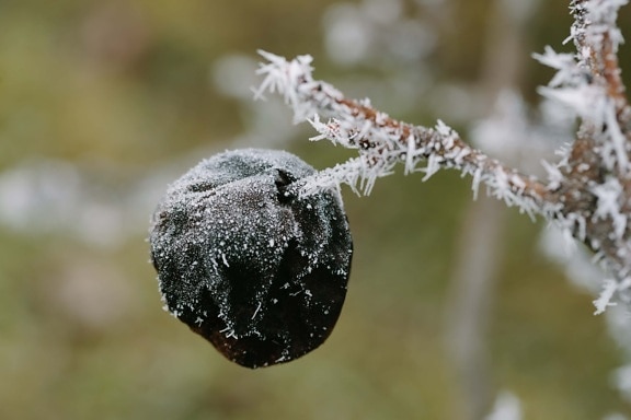 Mraz, drvo, zima, snijeg, priroda, zamrznuto, na otvorenom, grana, hladno, pogled iz blizine