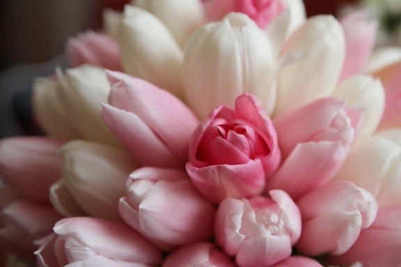 csokor, szirmok, rózsaszín, tulipán, fehér virág, virág, szirom, tulipán, kivirul, növény