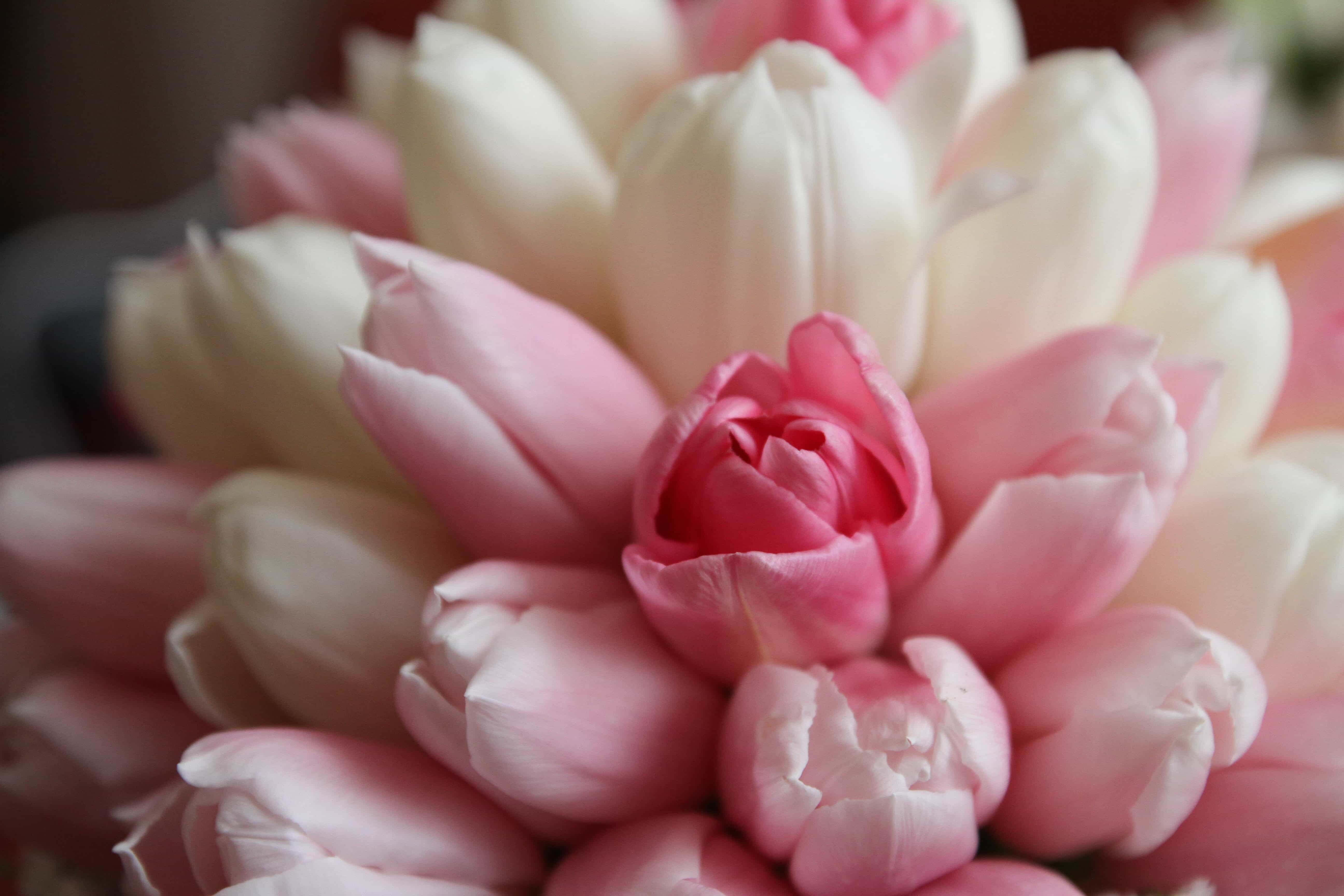 フリー写真画像 花束 花びら ピンク チューリップ 白い花 花 花びら チューリップ 花 工場