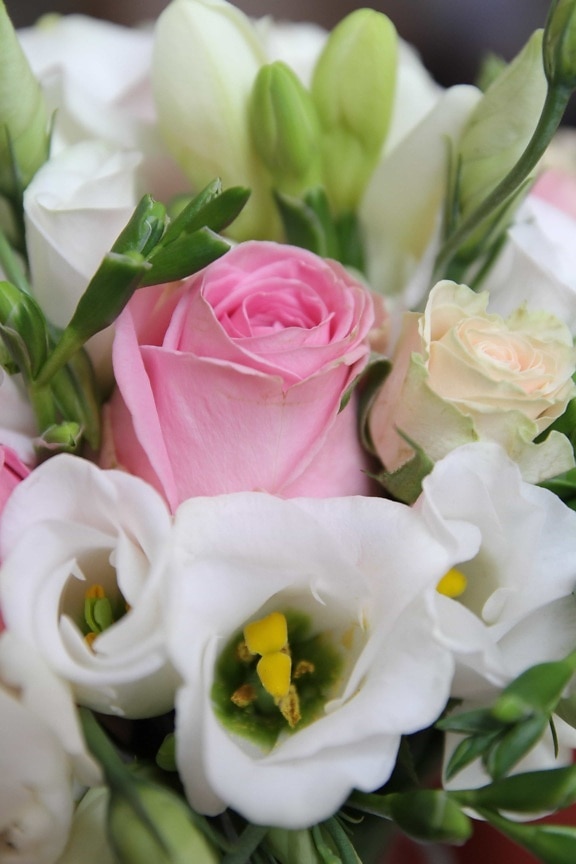 fiore, bouquet, decorazione, rosa, rosa, romanza, matrimonio, disposizione, amore, natura