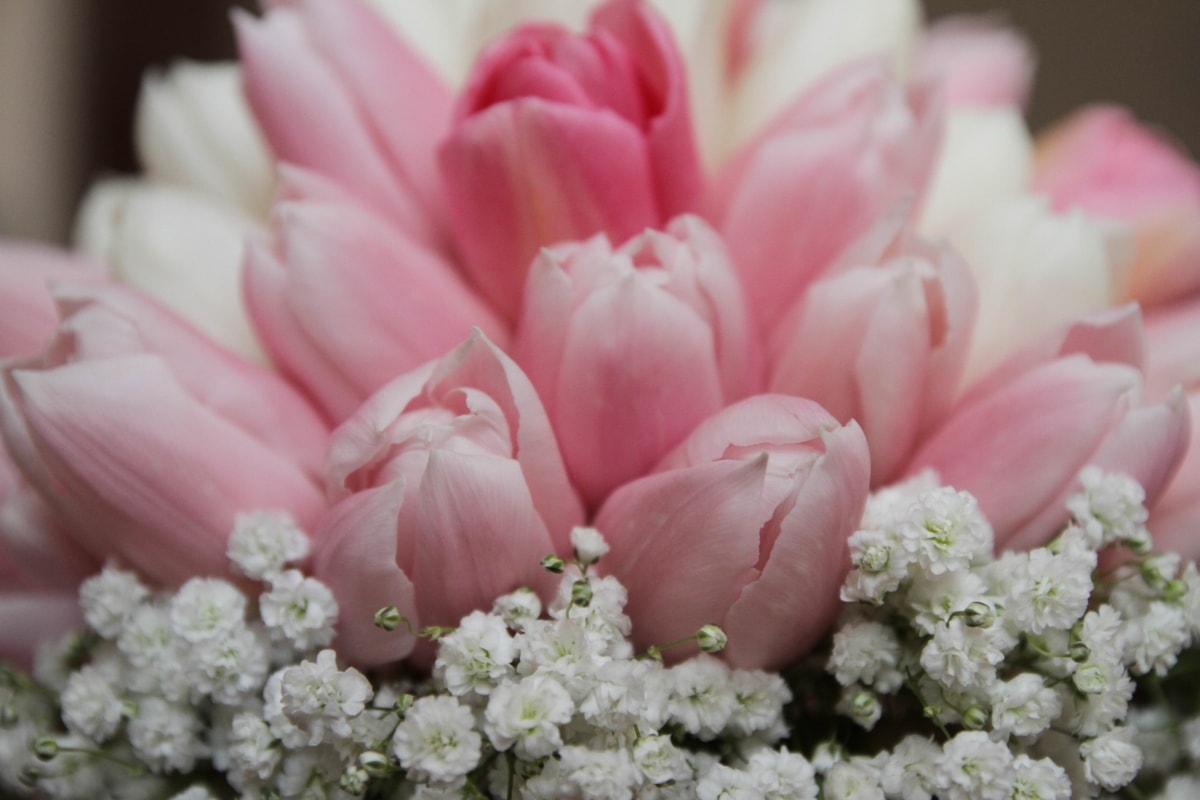 bouquet, pinkish, tulips, pink, petal, flower, flowers, spring, blossom, plant