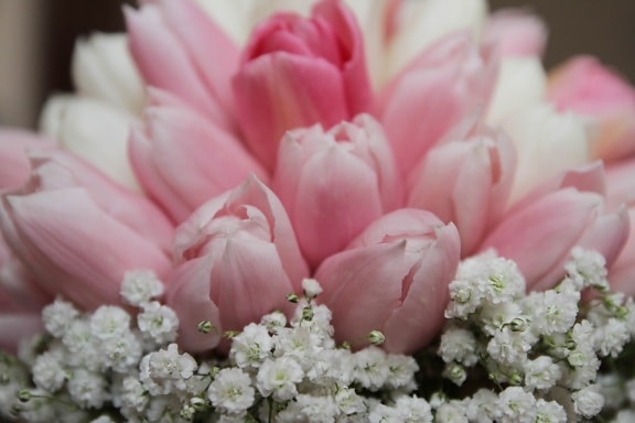 bukett, rosa, tulipaner, rosa, kronblad, blomst, blomster, vår, blomstre, anlegget