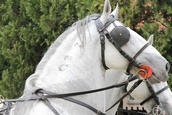 colar, cabeça, cavalo, retrato, Vista lateral, branco, equino, garanhão, cavalo, animal