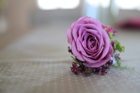 couleurs, décoration, pastel, violet, Rose, pétale, des roses, arrangement, fleur, Rose